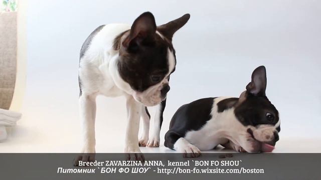 Женталь (Марта) и Дивная Ночь (Дива) смотреть онлайн