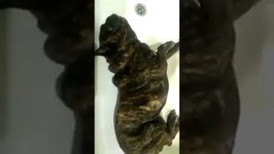 Эпилепсия французский бульдог.