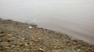 Ловля осеннего язя на реке Обь. Autumn fishing the lakes on the river Ob.