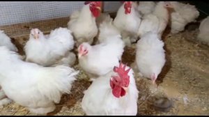 Deworming Desi Medicine for hens | hens deworming | poultry farming in pakistan | PAK FARM OFFICIAL