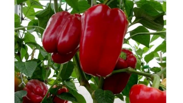 Шестерка самых урожайных и толстостенных перцев - подбираем сорта на новый сезон смотреть онлайн