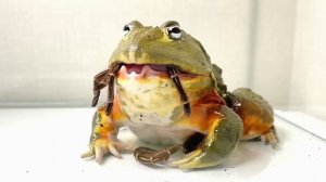 ТАРАНТУЛ vs ЛЯГУШКА