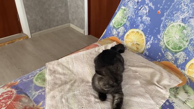 С Мыром в ветеринарной клинике смотреть онлайн