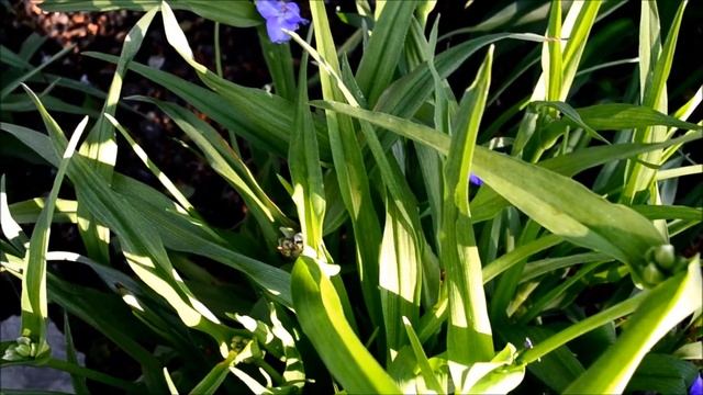 Традесканция садовая. Видео и фото цветения традесканции