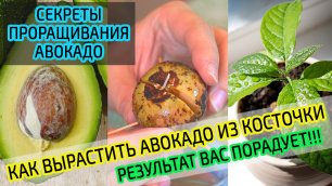 Выращиваем авокадо из косточки в домашних условиях. Проращивание авокадо.