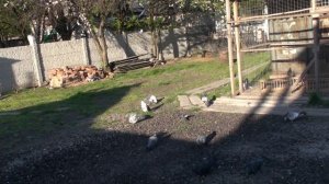 Уникальные способности глаза голубя