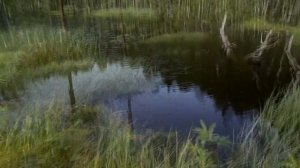 Рыбалка и отдых в Карелии.Медвежьегорский район. Волозеро 2019