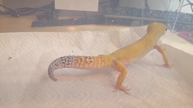 Джордан эублефар кушает живых сверчков смотреть онлайн