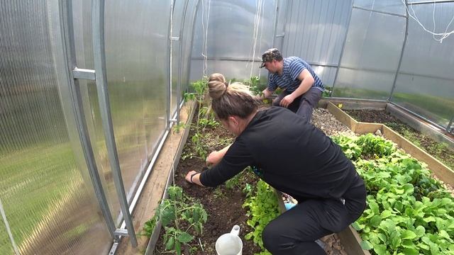 ПОСАДКА ПЕРЦЕВ И ПОМИДОР В ТЕПЛИЦУ смотреть онлайн