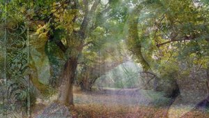 У дуба старого исполнитель Надежда Бункус