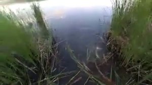 Чем косить камыш прогал окно для рыбалки