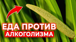 Как бросить ПИТЬ? Мощное народное средство от алкогольной тяги! Куришь и пьёшь — МАЛО живёшь!