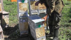 ЛОВУШКА ДЛЯ ПЧЁЛ. КАК УСТАНОВИТЬ И СНАРЯДИТЬ РАМКАМИ