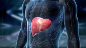 ПЕЧЕНЬ   КАК ОБЛЕГЧИТЬ ЕЕ РАБОТУ