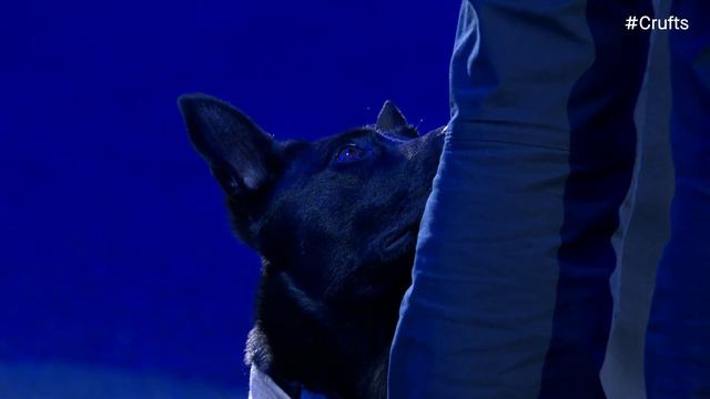 The Kennel Club Hero Dog Award | Crufts 2024 смотреть онлайн