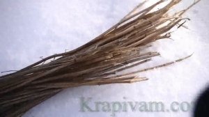Лечебные крапивные волокна своими руками. Зимний сбор крапивы