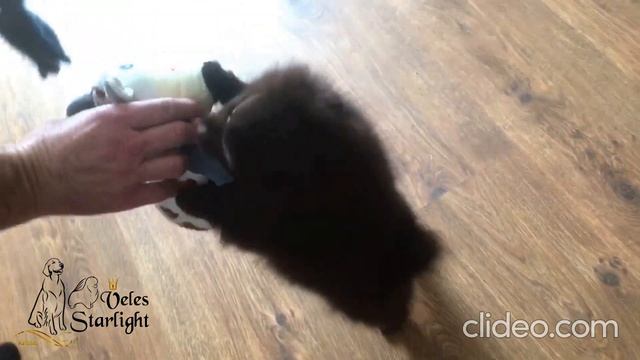 Редкий шоколадный шпиц-девочка!Rare Chocolate Spitz Girl!