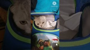 Кошка в рюкзаке