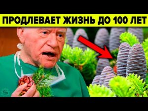 ПОЧЕМУ ВРАЧИ ЭТО ЗАБЫЛИ?? ПИХТА - 9 уникальных целебных свойств