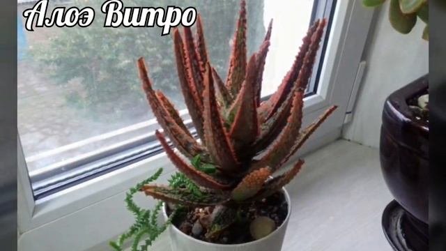 Суккуленты.Фото с названиями.Моя коллекция.Часть 4.