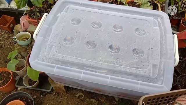 Anak keladi dalam box(kaedah stim)#caladium#colocasia#keladi смотреть онлайн