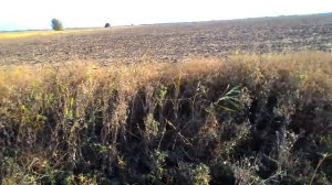 Охота на фазана с  фокстерьером Дана