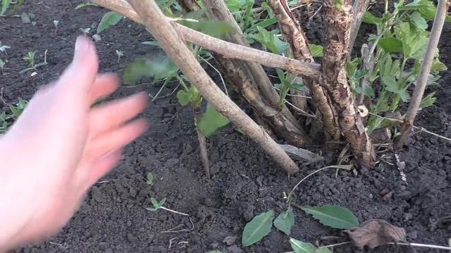Обзор саженцев смородины. Советы по посадке, как добиться стабильно высоких урожаев.