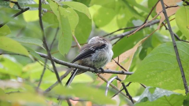 Длиннохвостая синица Long-tailed tit