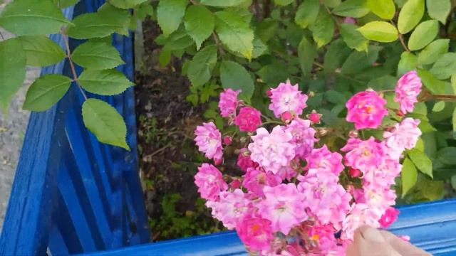 Плетистые розы Фламентанц и Варбург зацвели на арке у подьезда,однократки,но....12 июня 2021 года