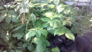 Бристоль в малине.