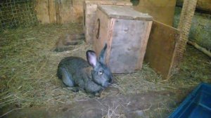 Запускаем крола к крольчихам. Сразу же покрытие 3-х самок в течении 35 минут.