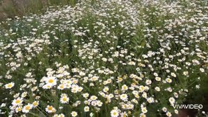 И ВОТ ИДУ Я ПО РОМАШКОВОМУ ПОЛЮ.....❤💘