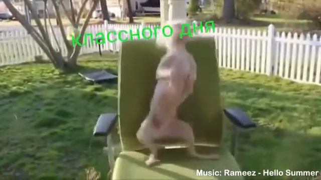 Эта песенка поднимет вам настроения! смотреть онлайн