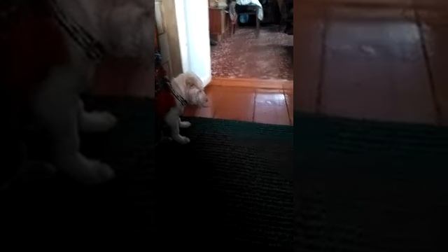 Цезарь v/s Феликс смотреть онлайн