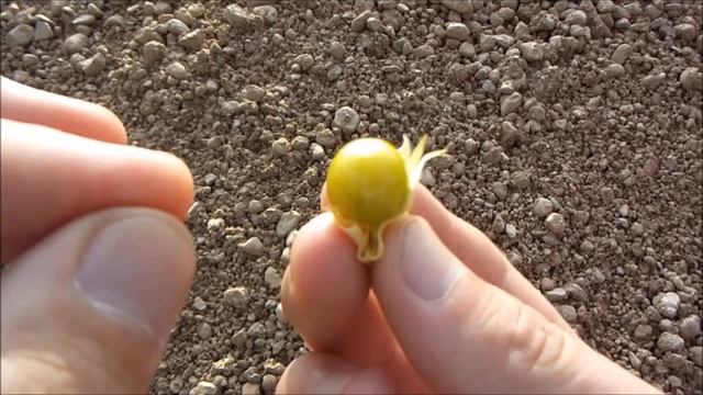 Физалис земляничный (Physalis Peruviana)