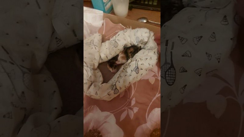Гнездо для котёнка