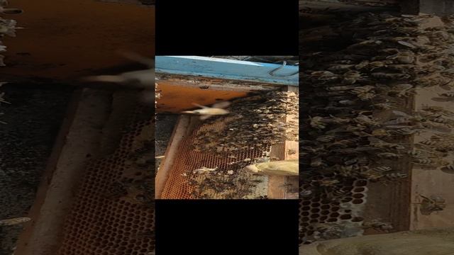 Состояние пчёл в начале марта
