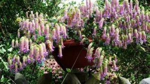 ЭТОТ МНОГОЛЕТНИК  НЕ УСТУПИТ  по КРАСОТЕ и ОБИЛИЮ ЦВЕТОВ даже ПЕТУНИИ.  СУПЕР ЭФФЕКТНЫЙ МНОГОЛЕТНИК