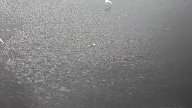 Болото в закамске 24.04.2011 смотреть онлайн