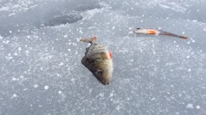 Fishing on Svyatozero lake. Рыбалка на озере Святозеро