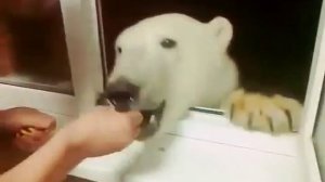 Медведь ест печенье с рук