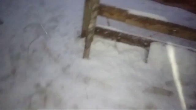 вечерние  кормление коз