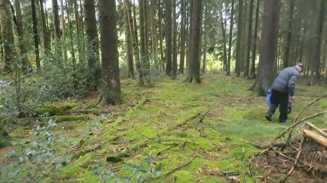 ВОТ ЭТО Я ПОНИМАЮ ГРИБЫ, ХОРОШИЙ ЛЕС. ? смотреть онлайн