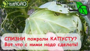 СЛИЗНИ ОДОЛЕЛИ и НИЧЕГО НЕ ПОМОГАЕТ? Вот что надо сделать ОСЕНЬЮ, чтобы слизней не было ВЕСНОЙ!