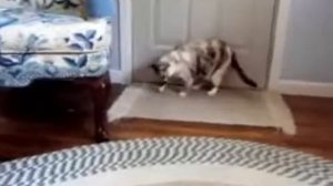 Кошка дёргается от колокольчика! Cat twitches at the sound of a bell!