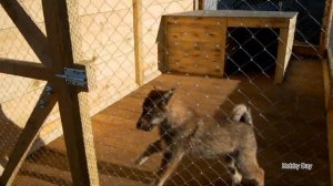 Заселение вольеры (вольер своими руками для собаки). Щенок лайки (ЗСЛ) 4 мес.