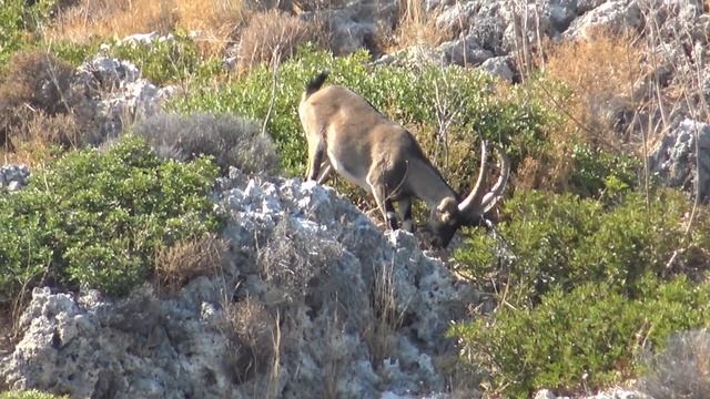 КРИТ ☀️ Ханья ?️ Мини круиз по островам ⛵ смотреть онлайн