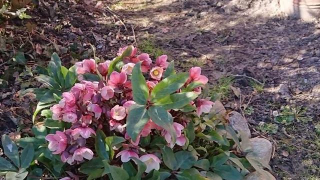 Морозники/ Helleborus в моём саду: посадка в открытый грунт + требования и уход 🌺🌸 смотреть онлайн