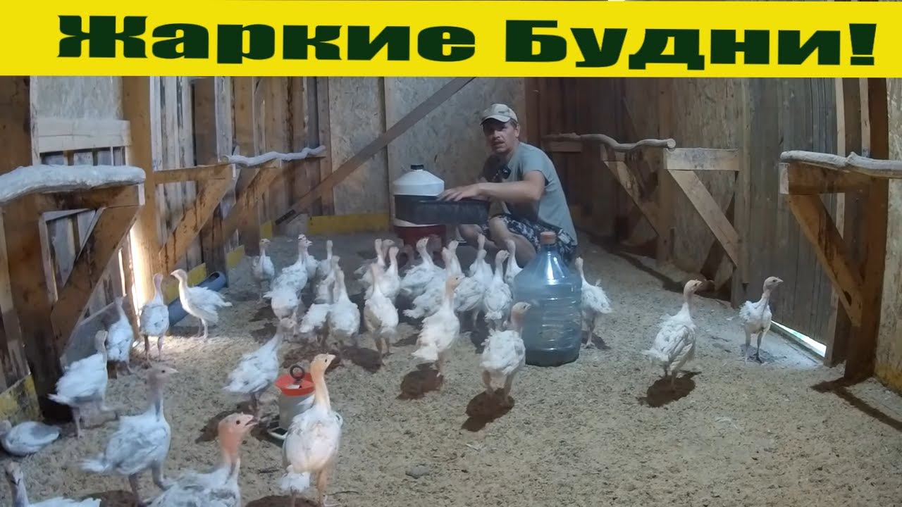 Индюшатам  Хайбрид Конвертер уже 1 месяц и куб воды в огород каждый день!