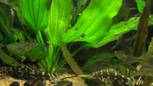 барбусы олиголеписы 20110209182131.m2ts